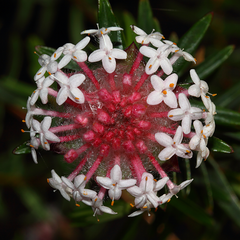 Pimelea avonensis