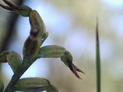 Genoplesium despectans