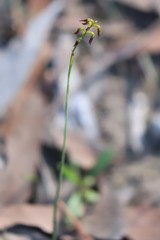 Genoplesium despectans