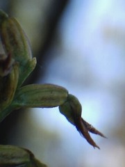 Genoplesium despectans