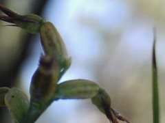 Genoplesium despectans