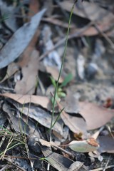 Genoplesium despectans