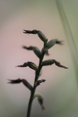 Genoplesium despectans