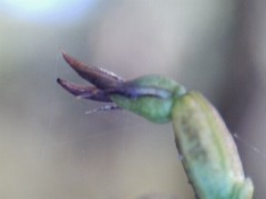 Genoplesium despectans
