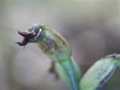 Genoplesium despectans
