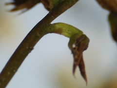 Genoplesium despectans
