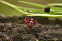 Tigridia galanthoides