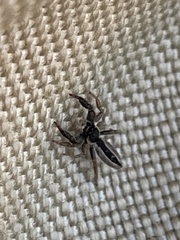 Holoplatys tasmanensis