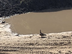 Pterocles gutturalis