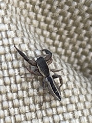 Holoplatys tasmanensis