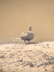 Pterocles gutturalis