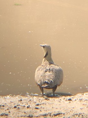 Pterocles gutturalis