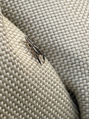 Holoplatys tasmanensis