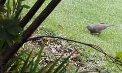 Toxostoma curvirostre