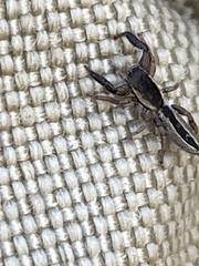 Holoplatys tasmanensis