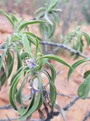 Eremophila freelingii