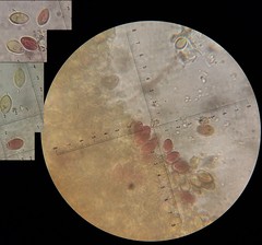 Boletus semigastroideus