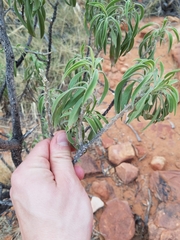 Eremophila freelingii