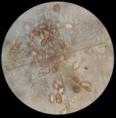 Boletus semigastroideus