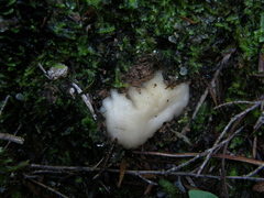 Boletus semigastroideus