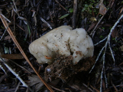 Boletus semigastroideus