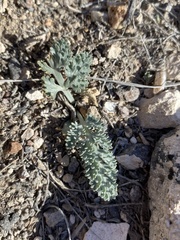 Vesper purpurascens