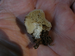 Boletus semigastroideus