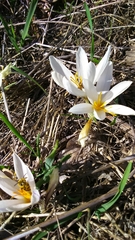 Crocus aleppicus