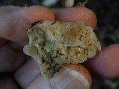 Boletus semigastroideus