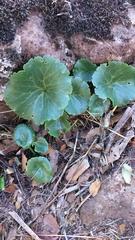 Umbilicus intermedius