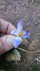 Crocus aleppicus
