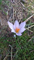 Crocus aleppicus