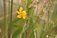 Mandevilla mexicana