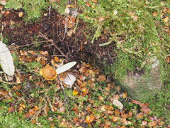 Cortinarius canarius