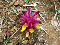 Curcuma pseudomontana