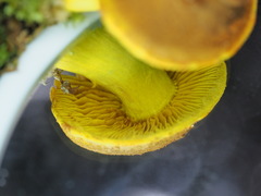 Cortinarius canarius