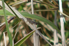 Aiolopus thalassinus dubius