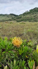 Protea roupelliae hamiltonii