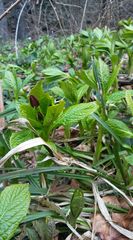 Scopolia carniolica