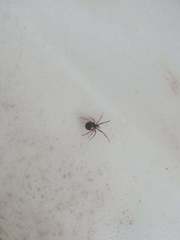 Steatoda bipunctata