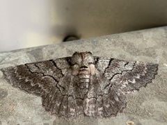 Hypobapta percomptaria
