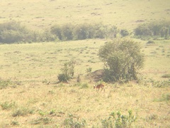 Raphicerus campestris neumanni