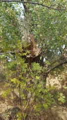 Urocyon cinereoargenteus californicus