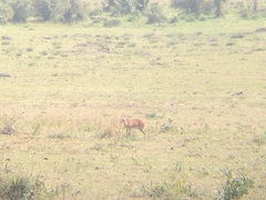 Raphicerus campestris neumanni