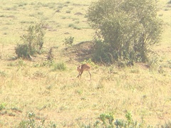 Raphicerus campestris neumanni