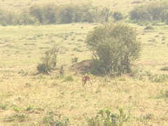 Raphicerus campestris neumanni