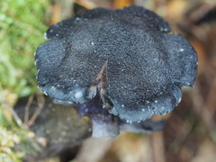 Cortinarius kioloensis