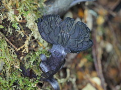Cortinarius kioloensis
