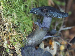 Cortinarius kioloensis