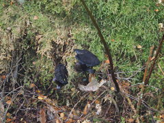 Cortinarius kioloensis